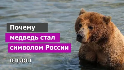 Почему медведь — символ России? | Культура | ШколаЖизни.ру