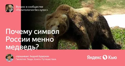 Ласковый зверь. Почему медведь стал главным символом России и что сегодня  угрожает этим животным?: Традиции: Моя страна: Lenta.ru
