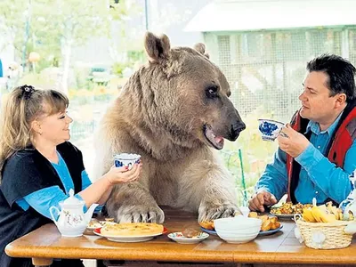 Медведь- символ силы и мужества России! Медведь ... - Всё будет хорошо!,  №2505812471 | Фотострана – cайт знакомств, развлечений и игр
