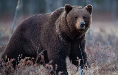 13 декабря 2022 · 13 декабря – День медведя, символа России · Общество ·  ИСККРА - Информационный сайт «Кольский край»