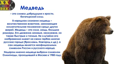 Почему медведь - это символ мощи, здоровья, мудрости, богатства и власти -  Экспресс газета