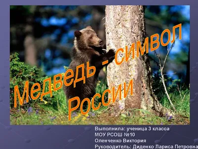Картина для интерьера Бурый медведь национальный символ России, символ РФ  (2) 30х40 - купить по низкой цене в интернет-магазине OZON (892112252)
