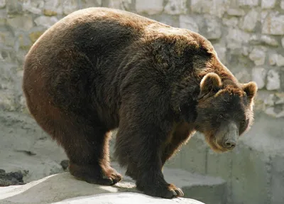 Медведь в России – вечно живой символ (Polityka, Польша) | 28.01.2022,  ИноСМИ