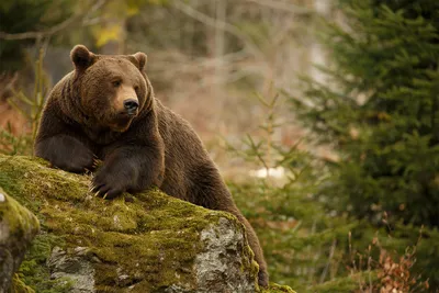 Медведь в лесу фотографии