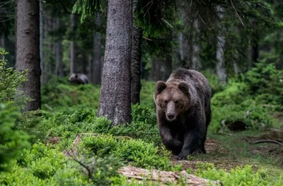 Фото медведя в лесу: бесплатное скачивание png изображения