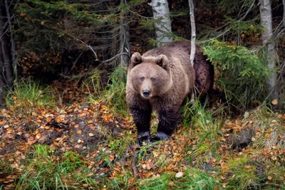 Фото медведя в лесу: лучшие кадры в формате webp для скачивания
