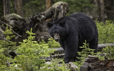 Фотография медведя в лесу: разные размеры и форматы для выбора