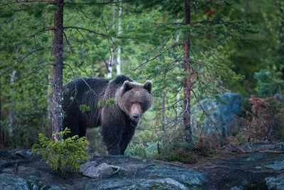 Фото медведя в лесу: высокое качество изображения, скачать jpg