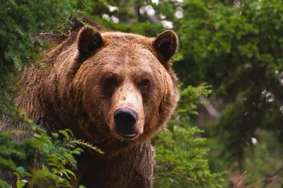 Импозантный медведь в лесу на фото: загрузите в webp формате