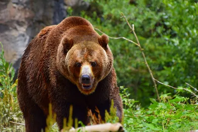 Фото медведя в лесу: бесплатно скачайте png изображение прямо сейчас