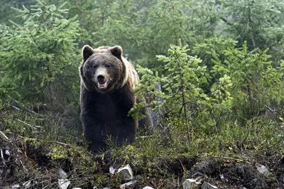 Медведь в лесу: уникальные фоновые обои в формате jpg
