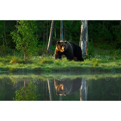 Фотография медведя в лесу: webp формат для максимальной четкости