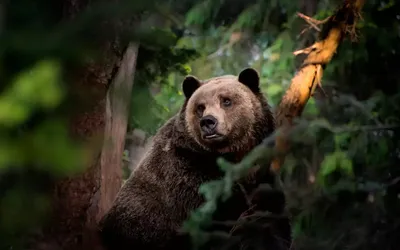 Фото медведя в лесу: скачать бесплатно jpg изображение в хорошем качестве