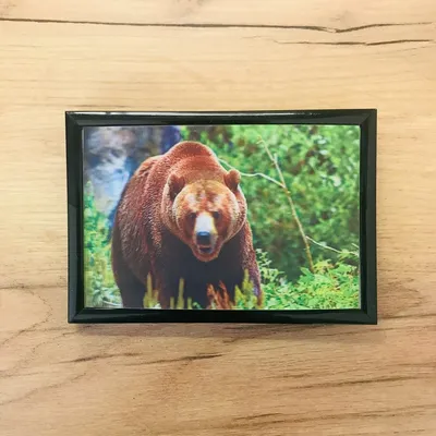 Фотография медведя в лесу: оптимальные размеры для скачивания
