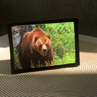 Медведь в лесу: уникальные обои для рабочего стола, скачать webp