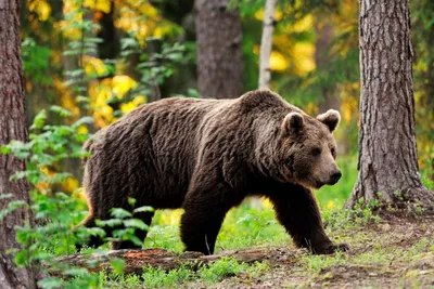 Медведь в лесу на фото: скачать бесплатно png изображение