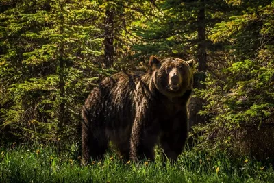 Фотография медведя в лесу: впечатляющий webp формат для скачивания