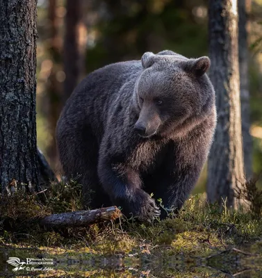 Картинка медведя в лесу: оригинальный webp формат, скачать бесплатно
