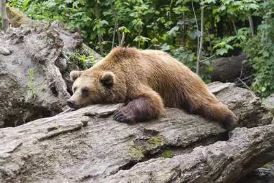 Медведь в лесу: увлекательные фотографии в формате webp