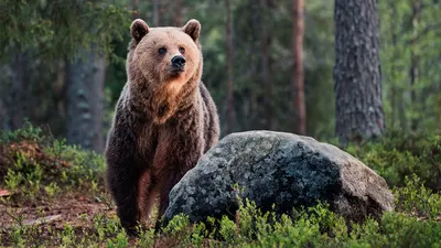 Медведь в лесу на фото: скачать бесплатно png изображение в хорошем качестве