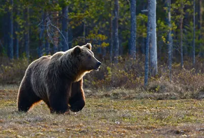 Медведь в лесу на фото: визуальная красота в формате jpg