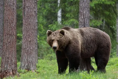 Фотография медведя в лесу: выберите размер изображения для загрузки