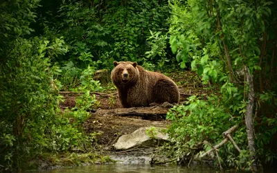 Медведь в лесу: фоновые обои в хорошем качестве, скачать jpg