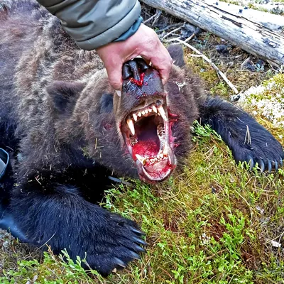 Медведь задрал человека фотографии