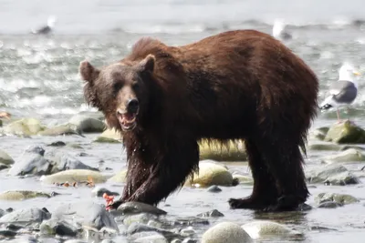 Захватывающие моменты: медведь проявляет агрессию к человеку