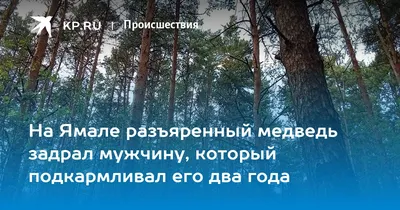 Большие медведи и их отношения с людьми: фото-отчет