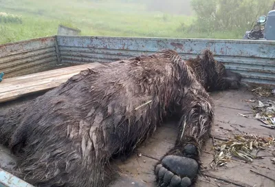 Медведь в ярости: фото нападения на человека