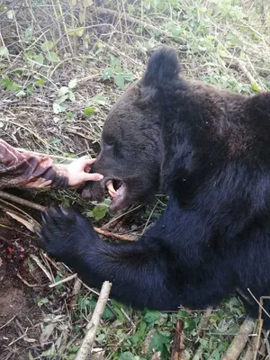 Искренний страх: медведь атакует человека на фото