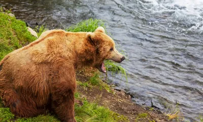 Опасная встреча: медведь против человека на снимке