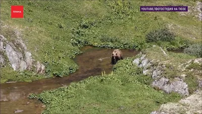 Охотник и добыча: медведь против человека на фото