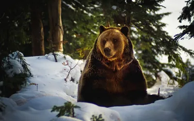 Фотография медведя на фоне заснеженной природы