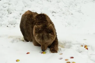 Медведь в снежных краях - фото png великолепного качества