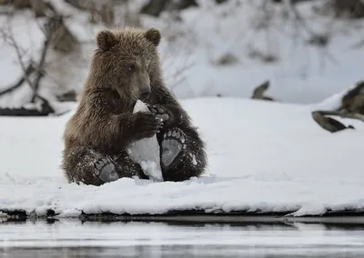 Изображение медведя на фоне зимнего леса - jpg