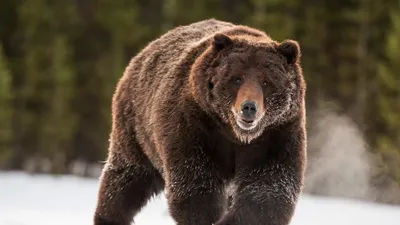 Обаятельный медведь на зимней фотографии
