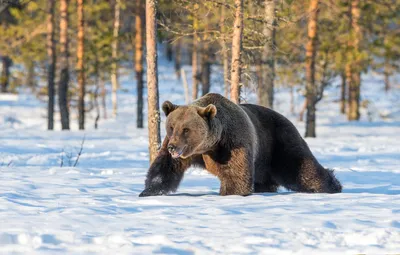 Фотография зимнего медведя в формате webp