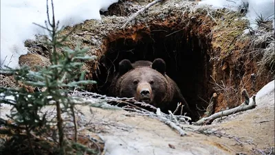 Медведь в зимней стихии - фото в высоком разрешении