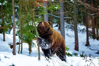 Изображение медведя в снежной пустоши - формат png