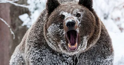 Медведь зимой фотографии
