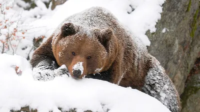 Медведь зимой - красивое изображение, доступное бесплатно