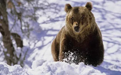 Фотография медведя в зимней стихии - jpg, png, webp форматы