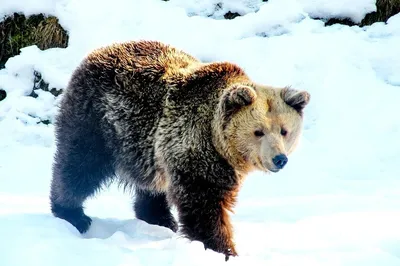 Фото медведя зимой - бесплатно в хорошем качестве