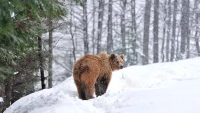 Изображение медведя в зимнем ландшафте