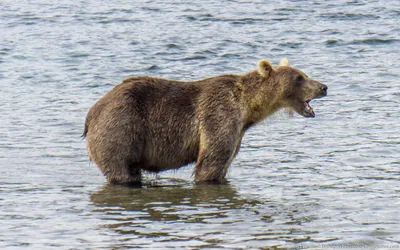 Медведей в дикой природе фотографии