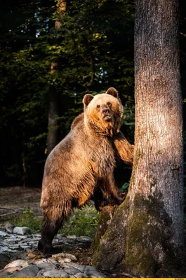 Фото медведей: позитивные изображения смешных медведей