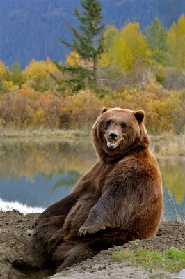 Медведь на аватарку - коллекция фото для скачивания
