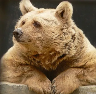 Красивый медведь на аву в формате png